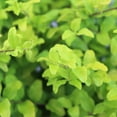 thumbnail image 3 of "Southern Living Ligustrum 'Sunshine', 12"" - 15"" Tall, 3 of 5