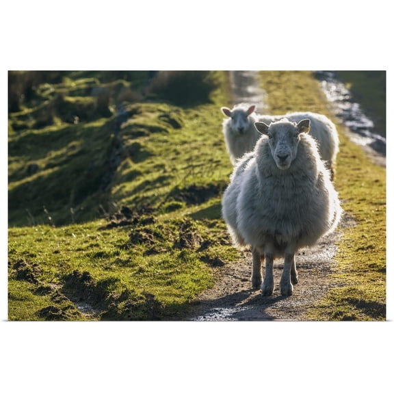 Great BIG Canvas | Rolled James Sparshatt Poster Print entitled Sheep walking on path, Ballinskelligs, County Kerry, Ireland, UK