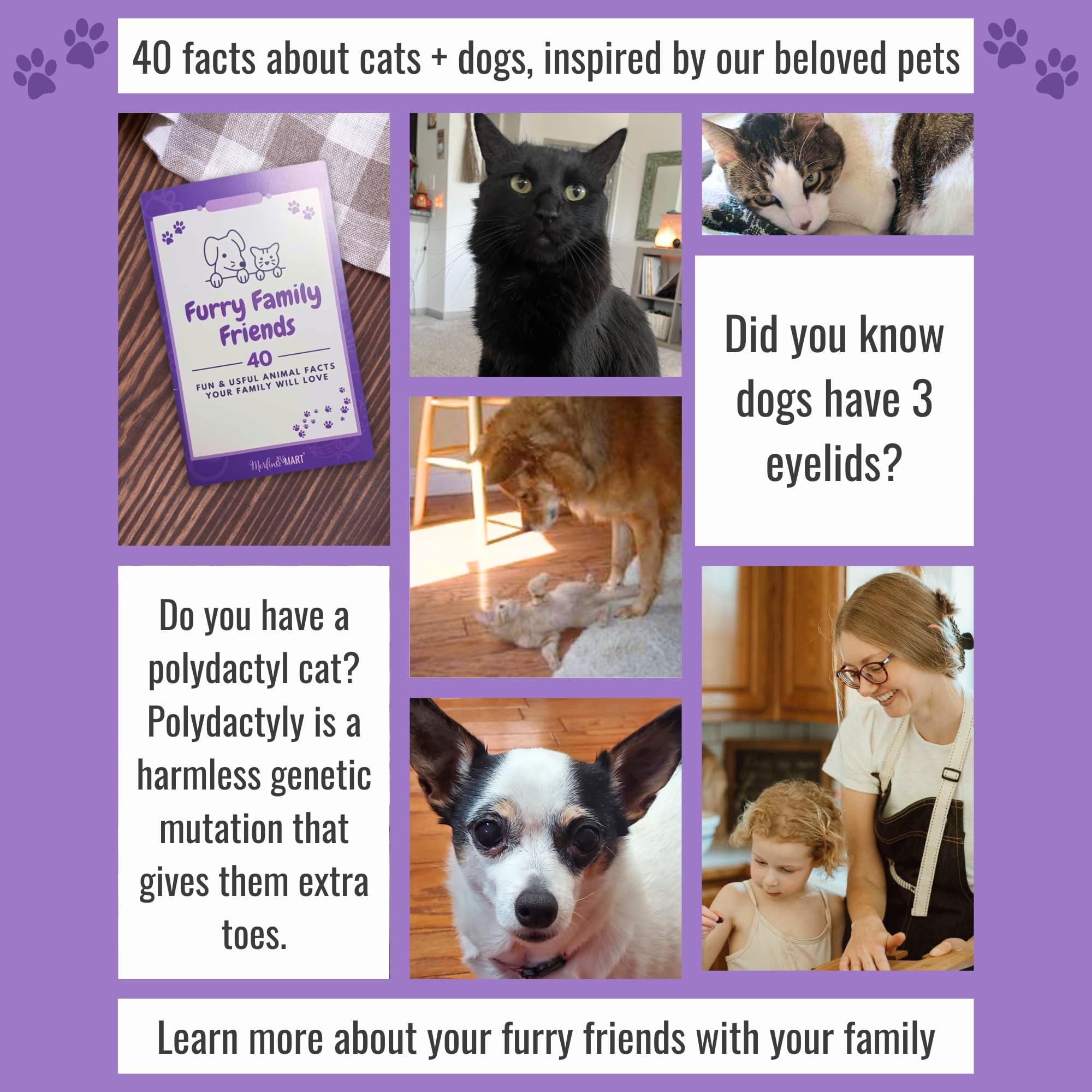 Slices in Gravy Cat Food 2 Flavor Sampler (3) Each: Adult Instinctive, Intense Beauty | MerlinsMart Zine | Catnip Toy | Royal Canin