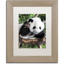 Trademark Fine Art "Giant Panda V" Canvas Art by Philippe Hugonnard, White Matte, Birch Frame