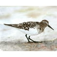 thumbnail image 2 of Stellar Design Studio 32x26 Black Ornate Wood Framed with Double Matting Museum Art Print Titled - Sandpiper 1, 2 of 4
