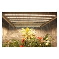 thumbnail image 3 of 240W 320W 480W 600W LM301H EVO V5 LED Grow Light Bar Turn On/off Grow Tent Complete Kit ,Higher Efficiency, 3 of 3