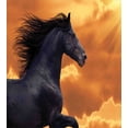 thumbnail image 3 of Horses Duvet Cover Set, Portrait of Galloping Friesian Horse with Hot Sun Rays Intensity Honor Grace Theme, Decorative 2 Piece Bedding Set with 1 Pillow Shams, Twin Size, Black Orange, by Ambesonne, 3 of 3