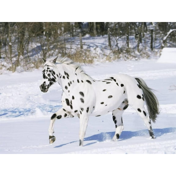 Appaloosa Horse Trotting Through Snow, USA, Animals Unframed Photographic Print Wall Art by Lynn M^ Stone Sold by Art.Com