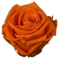 thumbnail image 2 of Vickerman 2.5-3" Millennium Orange Standard Preserved Rose Head, 6 piece, Preserved, 2 of 2