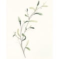 thumbnail image 2 of Vess, June Erica 12x14 White Modern Wood Framed Museum Art Print Titled - Spindle Sprig IV, 2 of 4