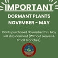thumbnail image 5 of Tristar Plants 1 gal Yellow Twig Dogwood Live Shrub, 5 of 5