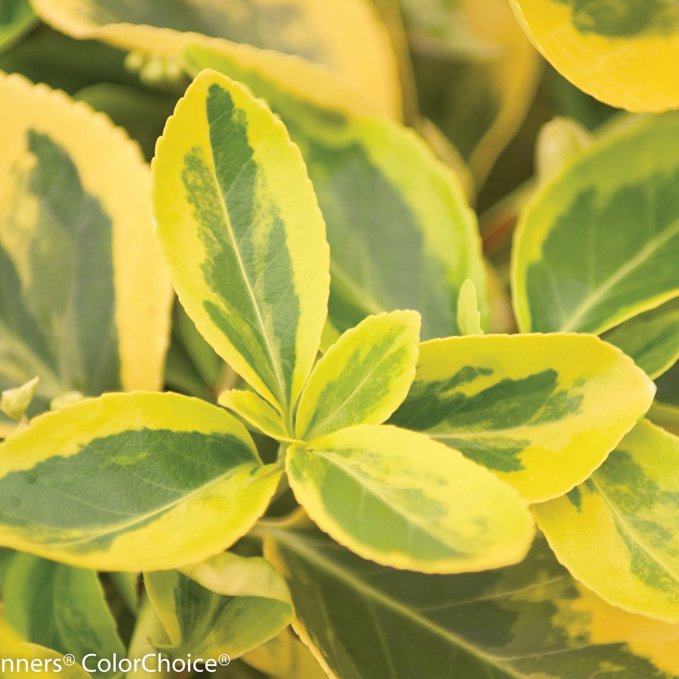 Proven Winners ColorChoice 6" Multicolor Gold Splash Wintercreeper Live Plant in 7.5" Pot