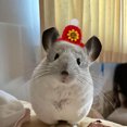 thumbnail image 5 of Adorable Hat for Small and Cats with Adjustable Strap Soft Breathable Outdoor, 5 of 5
