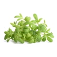 thumbnail image 3 of 1500 WRINKLED CRINKLED CRESS Garden Lepidium Sativum Greens Vegetable Seeds, 3 of 8
