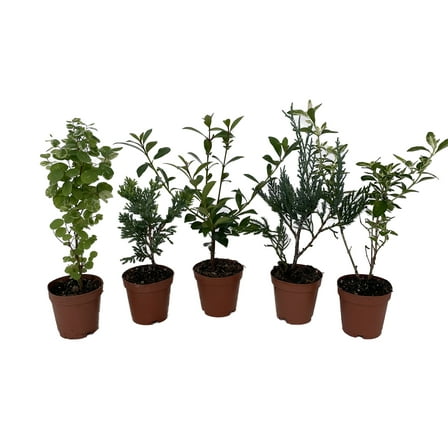 Zen Living Bonsai Assortment - 5 Plants 2" Pots
