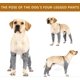 thumbnail image 3 of Pet Dog Four-Leg Sleeve,Dog Leg Protective Covers Anit-dust/Prevent Urine Splash,Doggy Sling Four-Legged Pants for Small Medium Large Breeds,Dog Boxer, 3 of 4