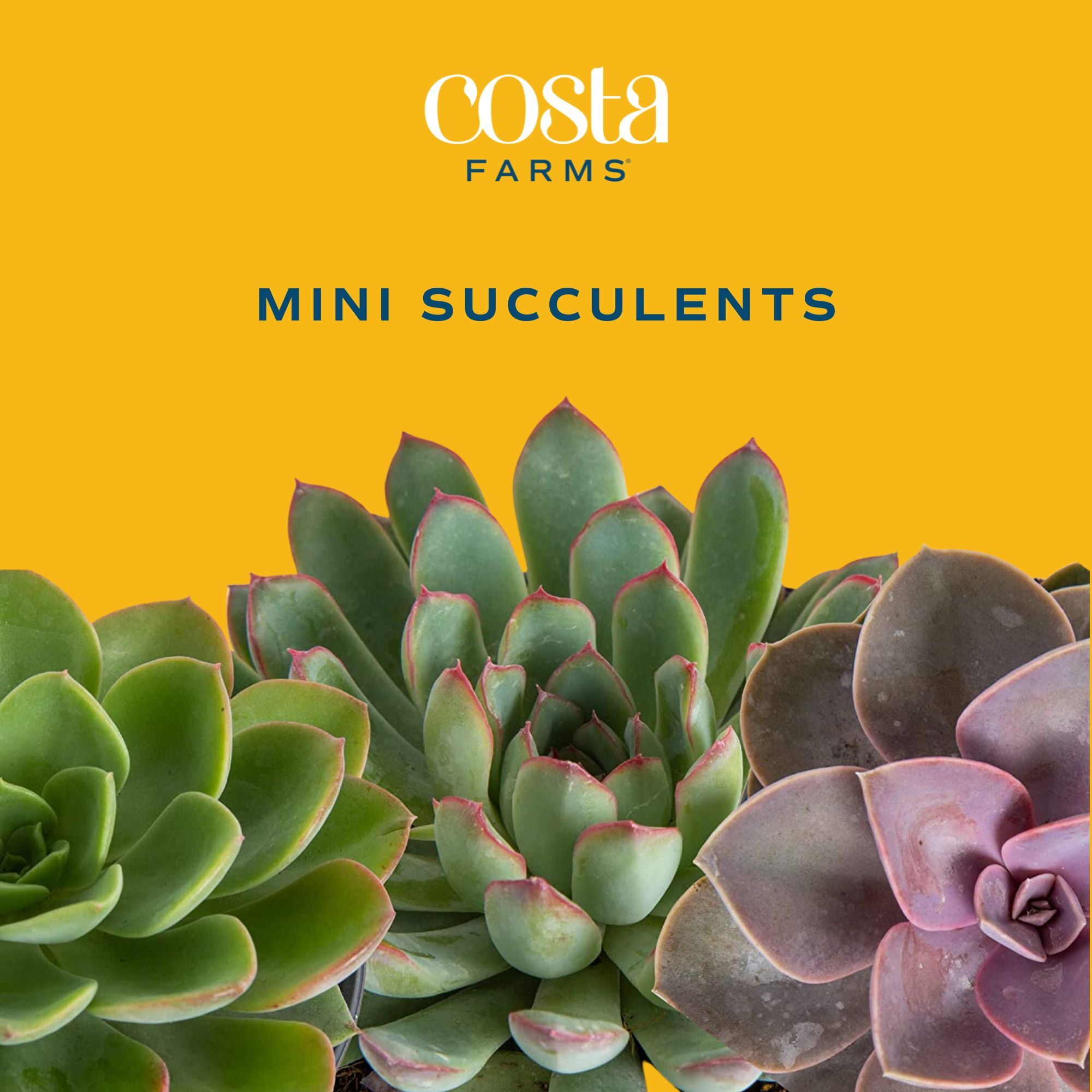 Costa Farms 3" Assorted Succulents Live House Plants in 2" Grower Pot 8 (Count)