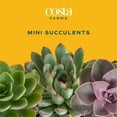 thumbnail image 2 of Costa Farms 3" Tall Assorted Succulents, Bright Direct Sunlight, Indoor Live House Plants, 48-Pk, 2 of 8