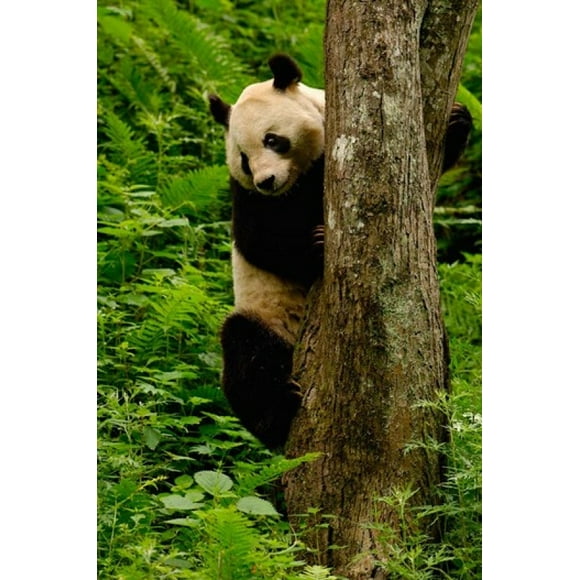 Giant panda bear Climbing a Tree Poster Print by Pete Oxford (25 x 38)