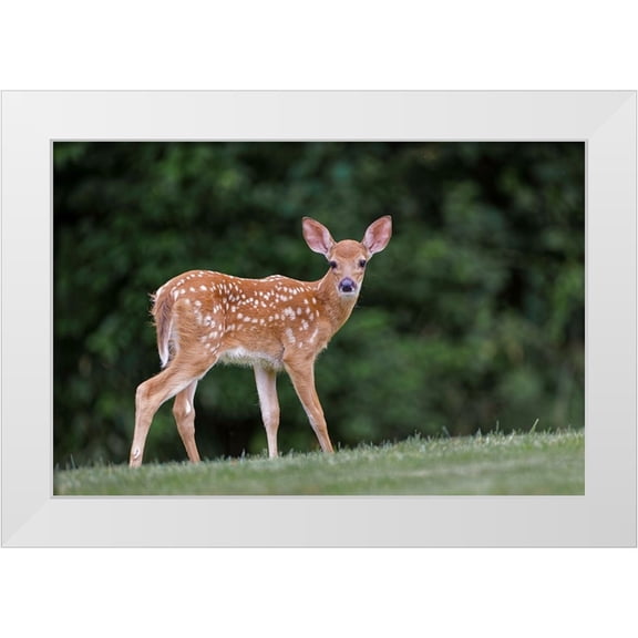 Jones, Adam 14x11 White Modern Wood Framed Museum Art Print Titled - Very young white-tailed deer fawn