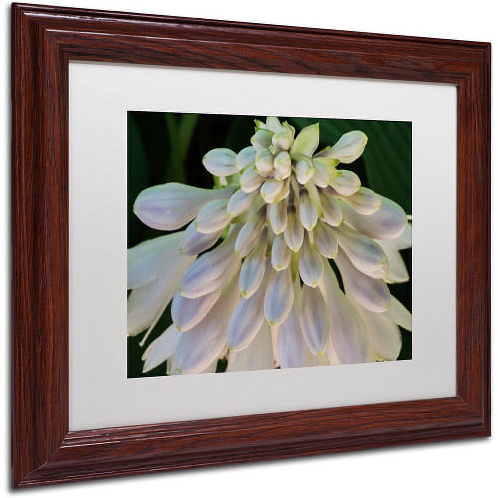 Trademark Fine Art "Hosta Flower Abstract" Canvas Art by Kurt Shaffer White Matte, Wood Frame