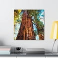 thumbnail image 4 of Sequoia in Fauvism - Canvas, 4 of 10