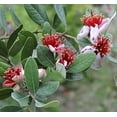 thumbnail image 4 of Pineapple Guava  2 Large Gallon Size Plants  Feijoa Sellowiana  Edible Fruit Shrub and Fragrant Flowering Foliage, 4 of 9