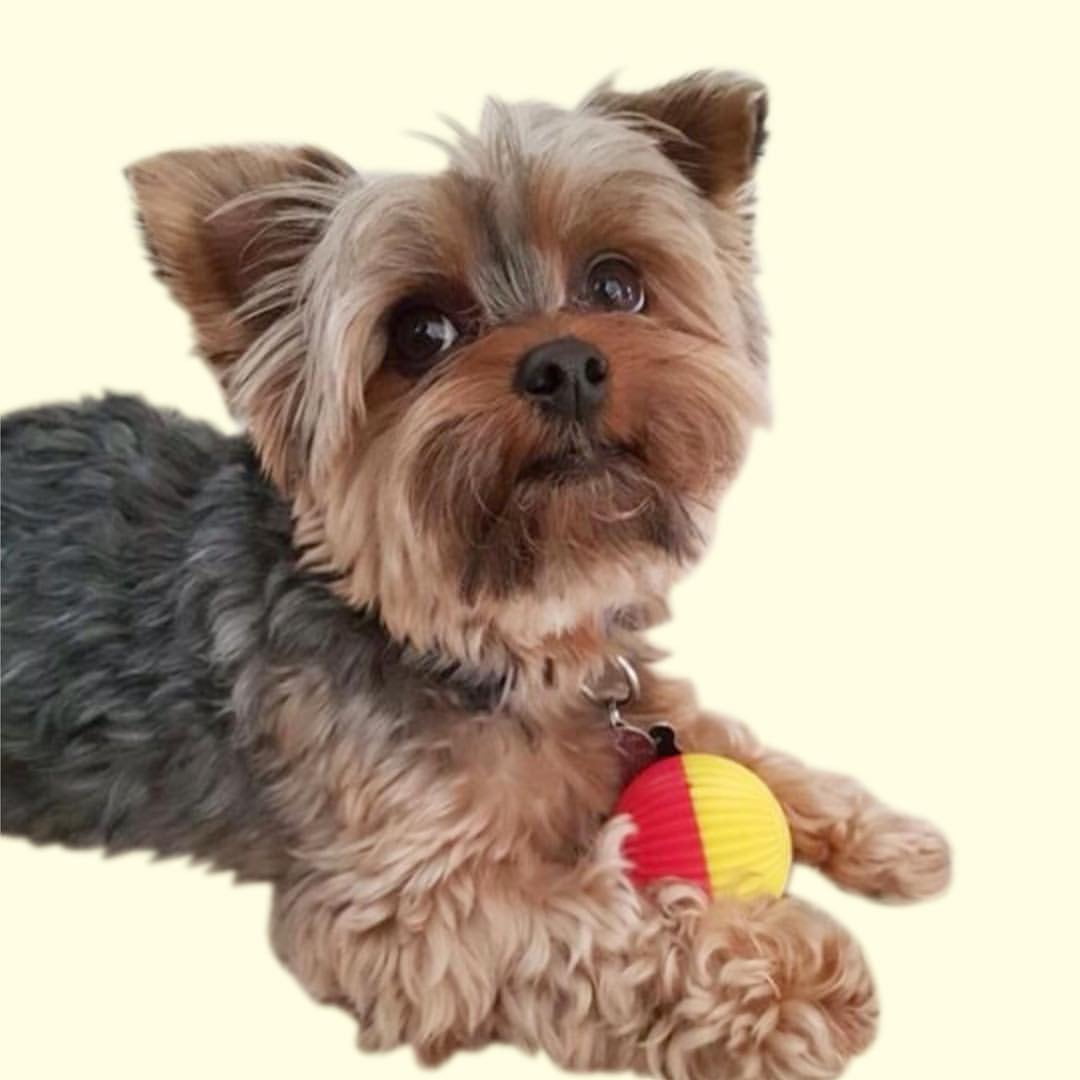 Pet Qwerks Animal Sounds Babble Ball Dog Toy, Large
