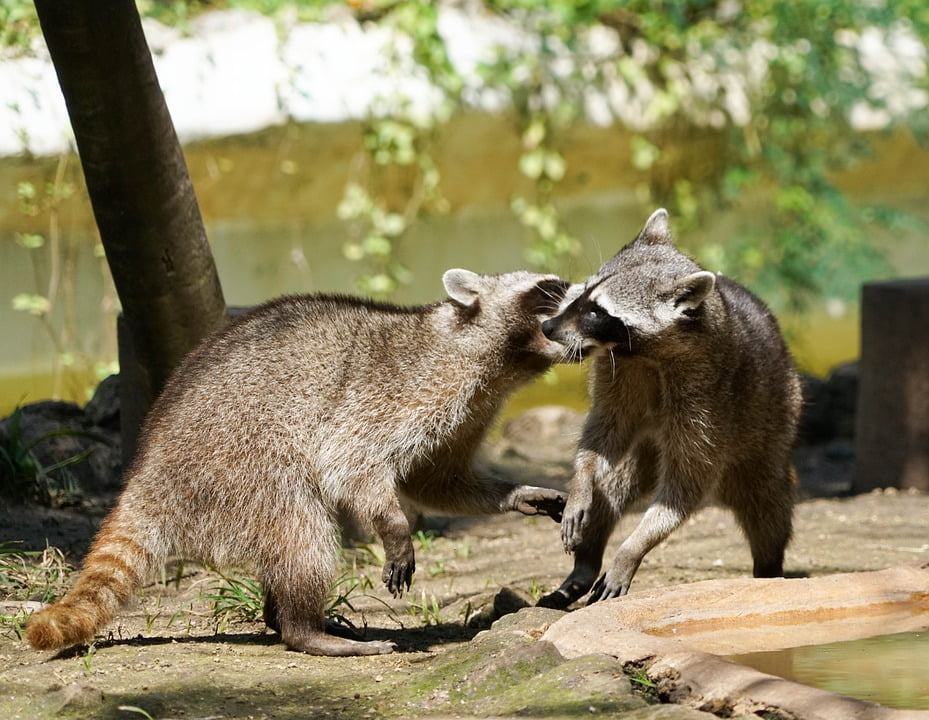 are raccoons nocturnal only are raccoons nocturnal only
