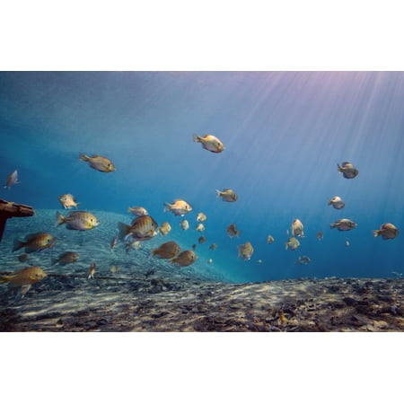 A school of Bluegill and Sunfish appear to swim toward the light from above over the Morrison Springs cavern dropoff at the state park in northwest Florida Poster Print (8 x