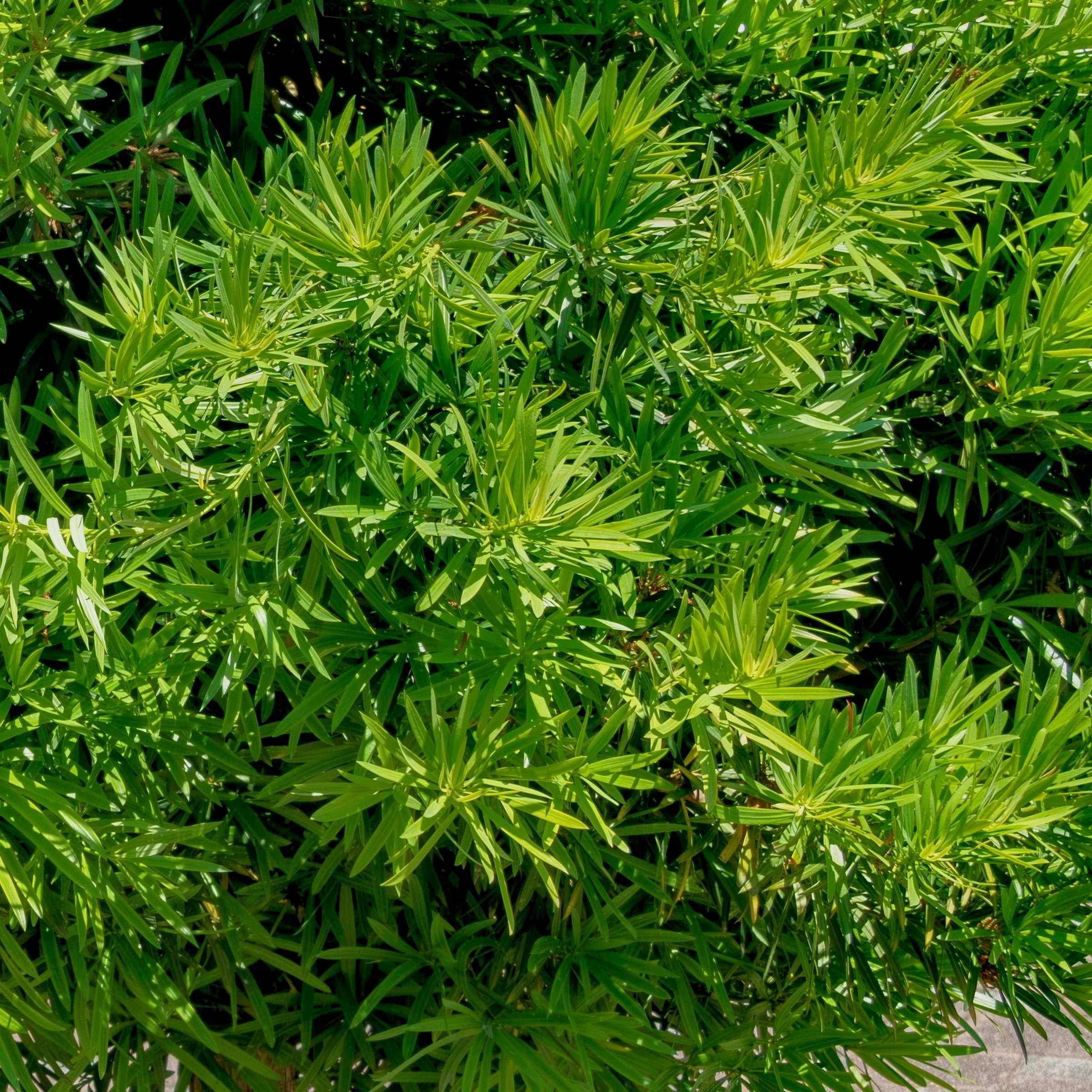3 gal. Japanese Yew Dwarf Pringles Shrub