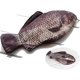 thumbnail image 3 of Fish Pencil Case Funny Zipper Pouch Novelty for School Classroom, 3 of 5