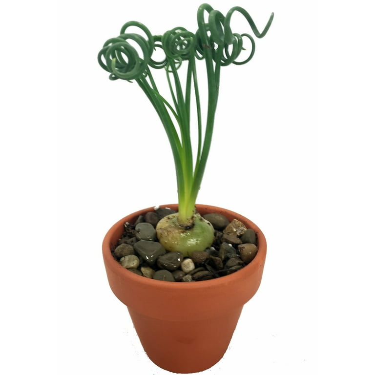 Rare Frizzle Sizzle Plant - Albuca spiralis - 2 Bulbs - Succulent House Plant