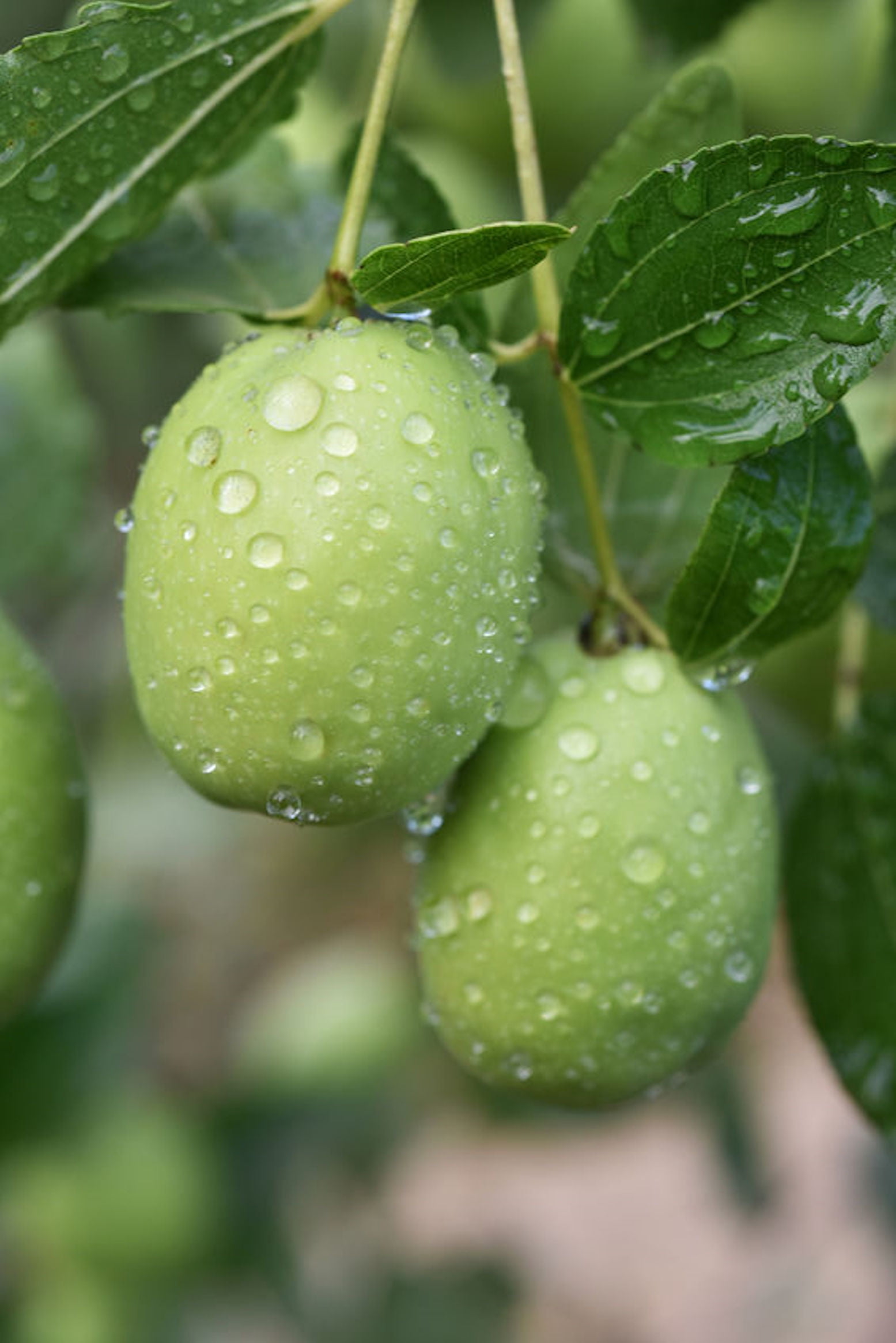 SEEDS = = Simmondsia chinensis Jojoba 4 Seeds Small Rare