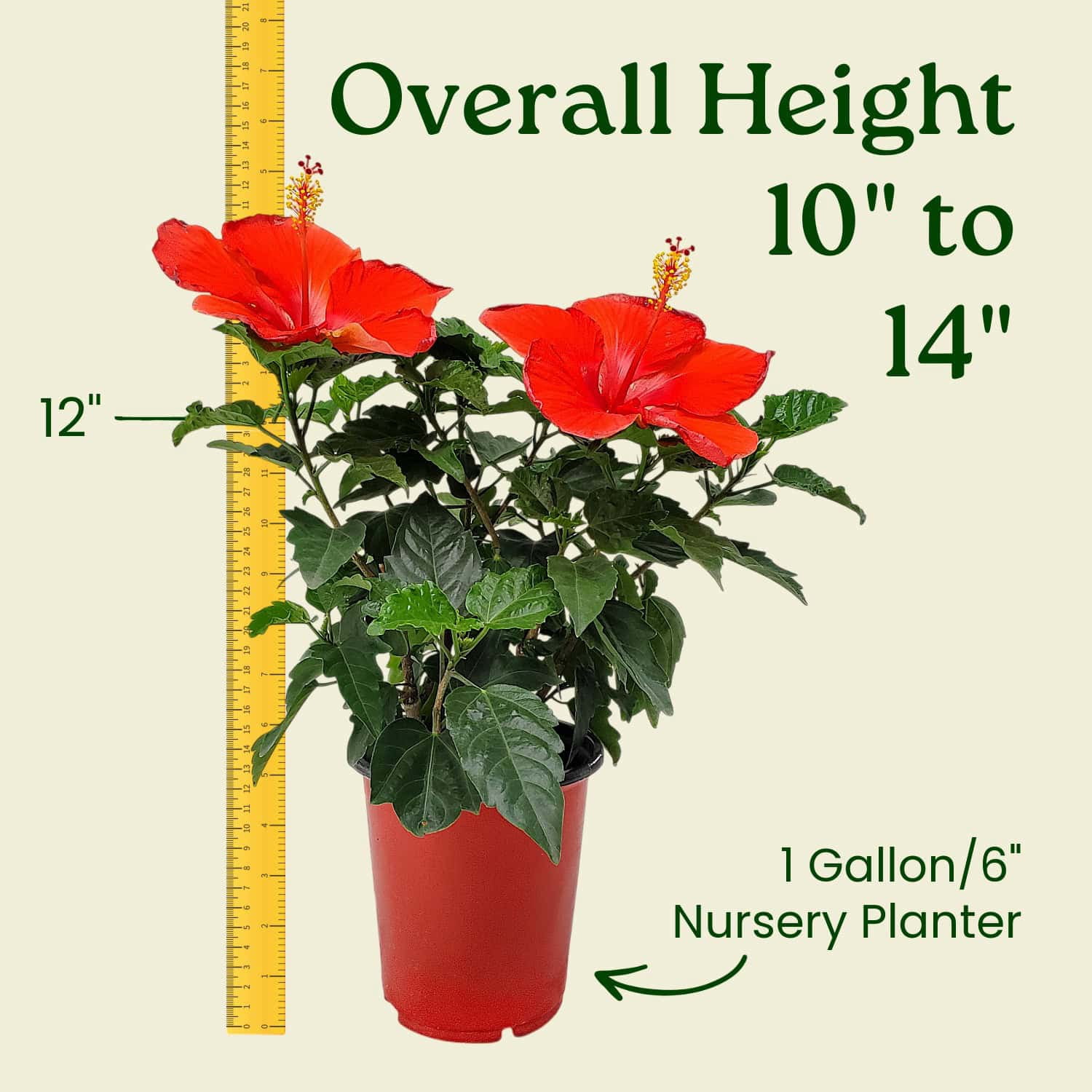 Tropical Plants of Florida 16" to 18" President Red Hibiscus Bush, 1 Gallon, Pet Friendly