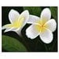 thumbnail image 2 of Trademark Fine Art "Hawaiian Lei Flowers" Canvas Art, 2 of 2