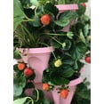 thumbnail image 4 of Strawberry and Herb Garden Planter - Stackable Gardening Pots with 10 Inch Saucer, 4 of 6