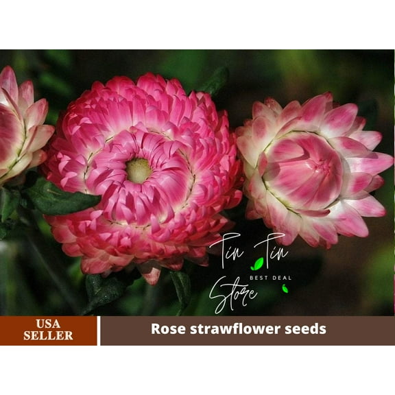 100 Seeds-Strawflower Seeds-Bright Rose-#K002-Authentic Seeds-Flowers-Seeds-Rose seeds-Herb seeds-Vegetable Seeds-Mix Seeds for Plant- B3G1