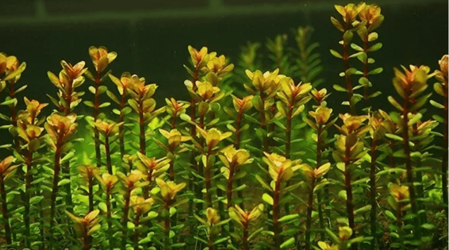 Rotala Indica Live Aquarium Plant Stems – Easy Freshwater Bunch Plants