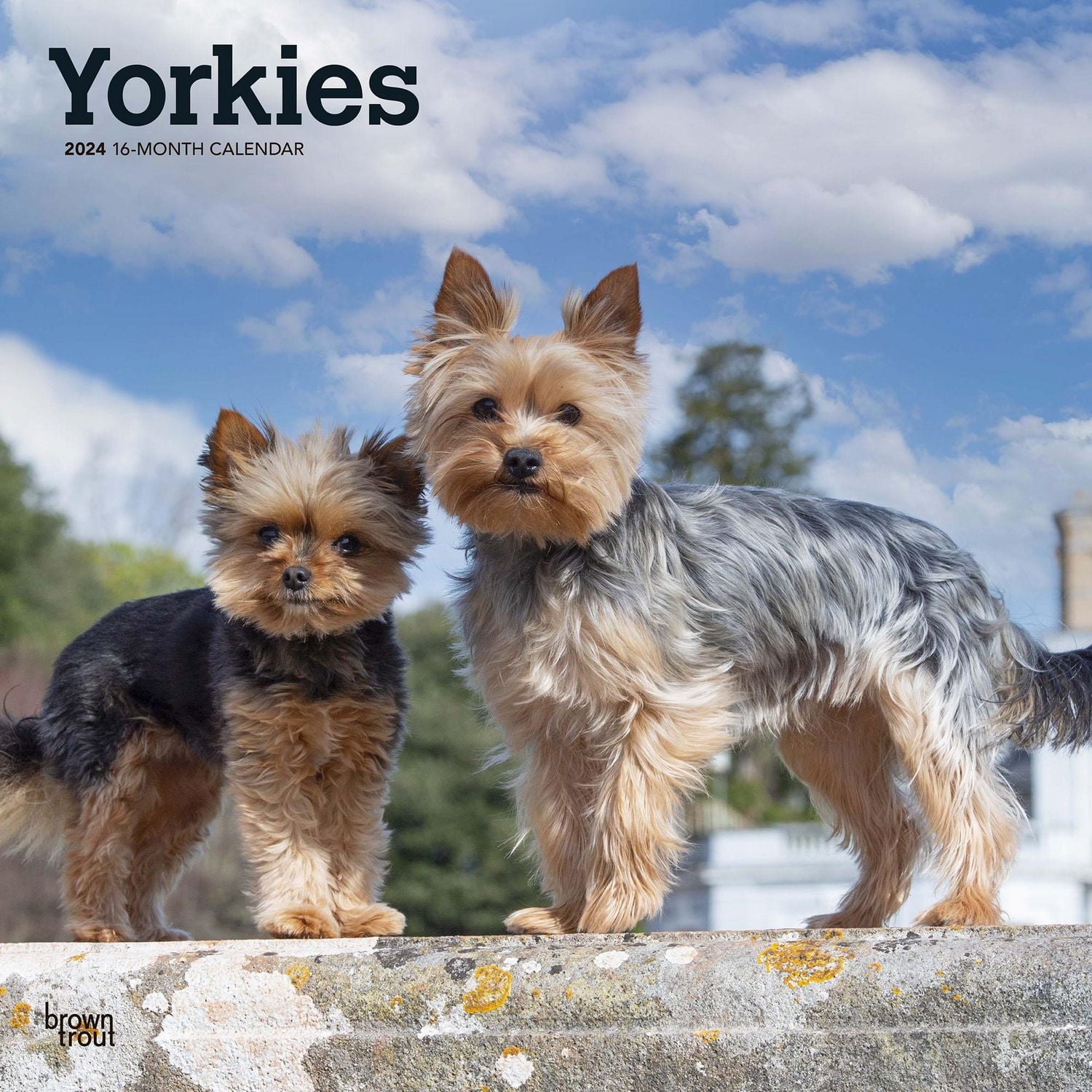 BrownTrout Yorkshire Terriers 2024 12x24 Inch Square Wall Calendar, 9781975465834