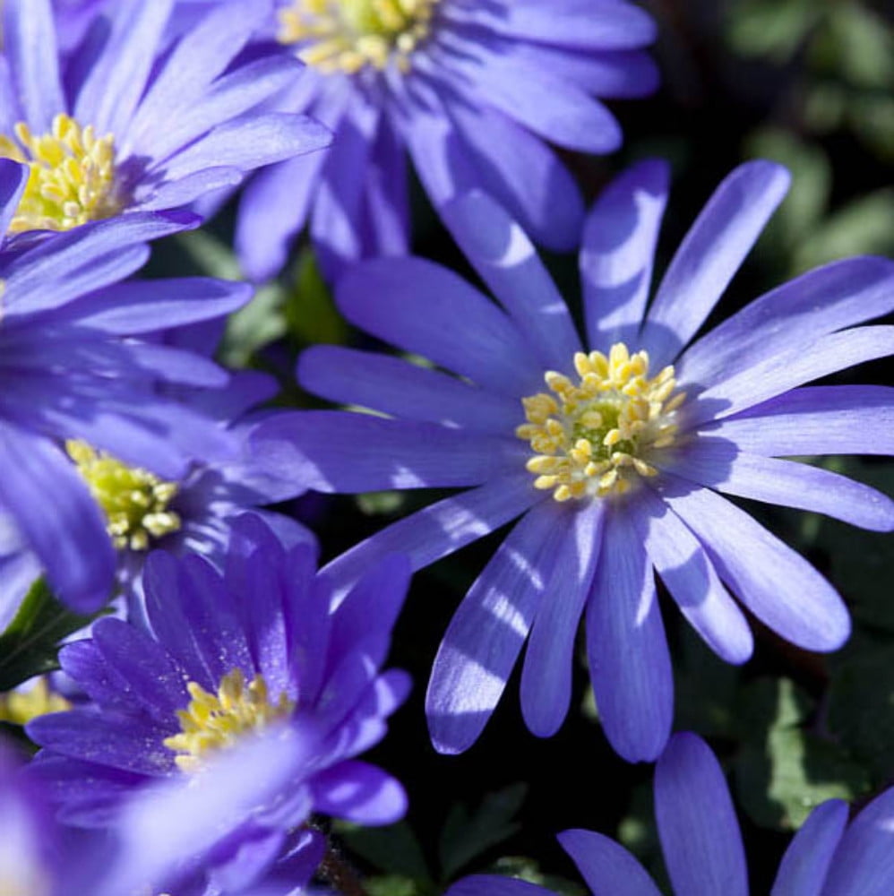 anemone bouquet aster backpack