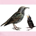 thumbnail image 2 of CafePress - Starling Mom & Baby Infant Bodysuit - Baby Light Bodysuit, Size Newborn - 24 Months, 2 of 4