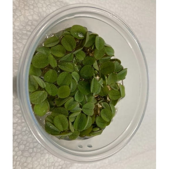 Water Spangles (Salvania minima) 4 oz cup live aquatic plant