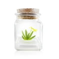 thumbnail image 2 of Live Miniature Orchid Terrarium, Psygmorchis Pusilla, Signature Product, 2 of 3