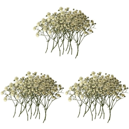 

100PCS Bulk Dried Gypsophila Flowers For Pressing Craft DIY Materials For Bookmarks Flowers for outside Wedding Decorations for Reception outside Flower Wedding This Way Carnation Flowers Winter