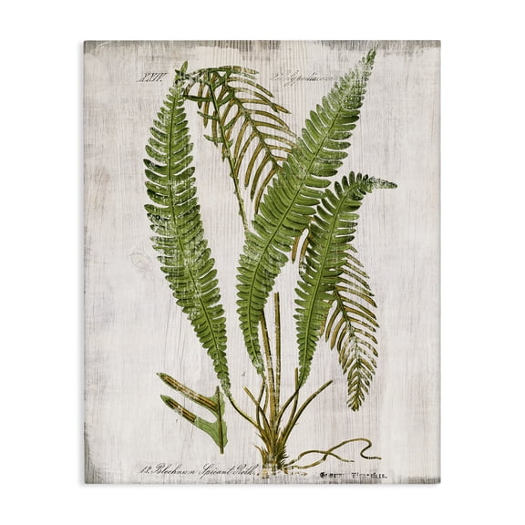 Stupell Industries Thin Fern Leaves Study Plants & Flowers Painting Wrapped Canvas Art Print Wall Art, 16 x 20