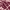 Retro Mauve, variant on Terra & Sky Women's Plus Size Tie Front Blouse with Long Sleeves, Sizes 0X-4X