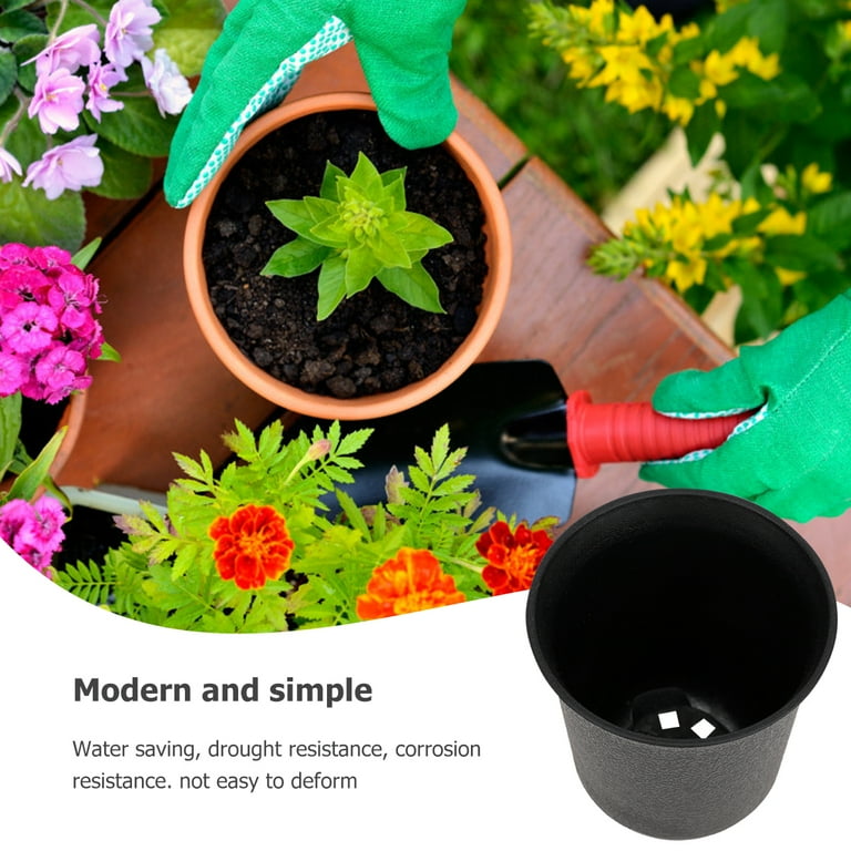 tiny potted plants Alocasia 'Tiny Dancer' - 4" Pot | Indoor Plant | Tropical Plant | Potted  Plant