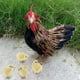 thumbnail image 5 of Decoración de modelo de Gallina Zulema, 5 of 7