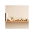 thumbnail image 3 of Chic Shell Bowl for Table and Kitchen Counter Decor - Decorative Bowl for Coffee Table or Centerpiece Table Decorations - Elegant Candy or Key Bowl for Home Decor Accents - Set of 2, 6", Ivory & Tan, 3 of 12