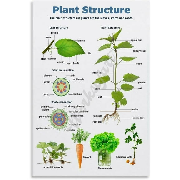 Plant Structure Poster Classroom Educational Wall Art for Living Room Bedroom Kitchen Office Decor