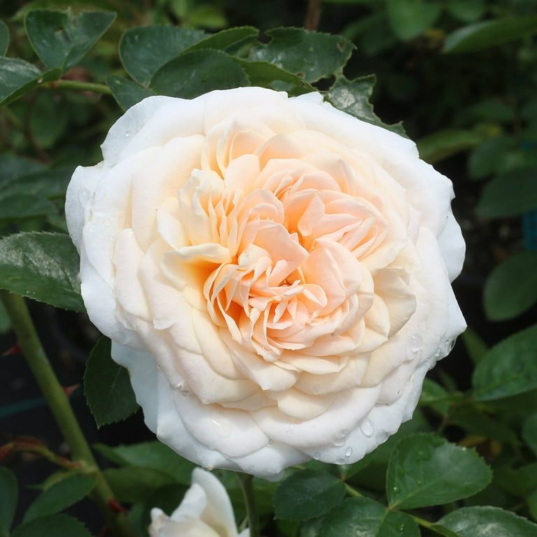 Heirloom Roses - Cream Abundance English Legend Rose Plant - Live Rose Plant For Outdoor Garden