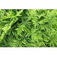 thumbnail image 6 of 1000 + SENSITIVE FERN Onoclea Sensibilis aka Bead or Sympathy Fern Spores Seeds, 6 of 9