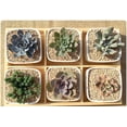 thumbnail image 2 of Mr. Garden 4Pack Decorative Mini White Ceramic Planter Pot / Window Box with Wooden Saucer, 2 of 4